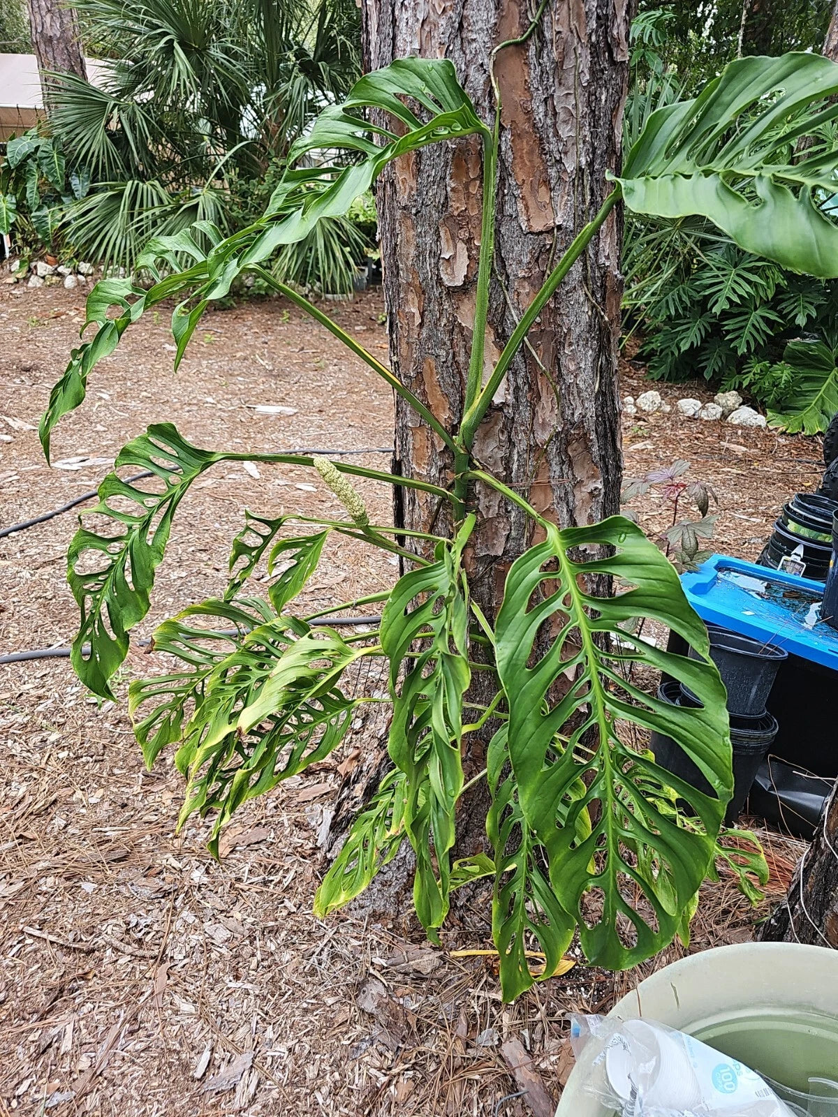 monstera adansonii cuttings Monstera Adansonii Cuttings 3 Node Unrooted Swiss Cheese Wide Form (Mo – Jayme Garden