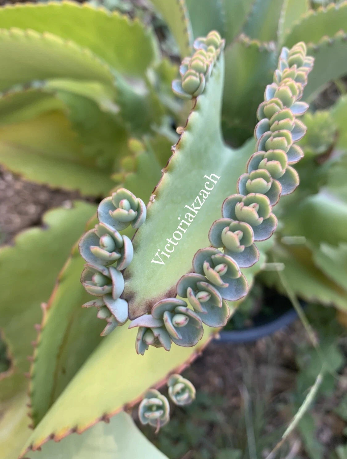 Kalanchoe Succulent Cuttings - 10+ Mother of Millions - Mexican Hat Plant