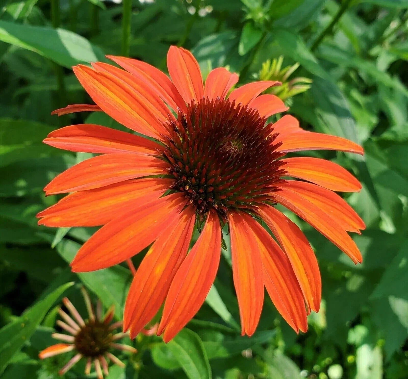 orange echinacea seeds Orange Coneflower Seeds - 200+ Pack - Echinacea Tennessensis - Ideal for  Garden Planting