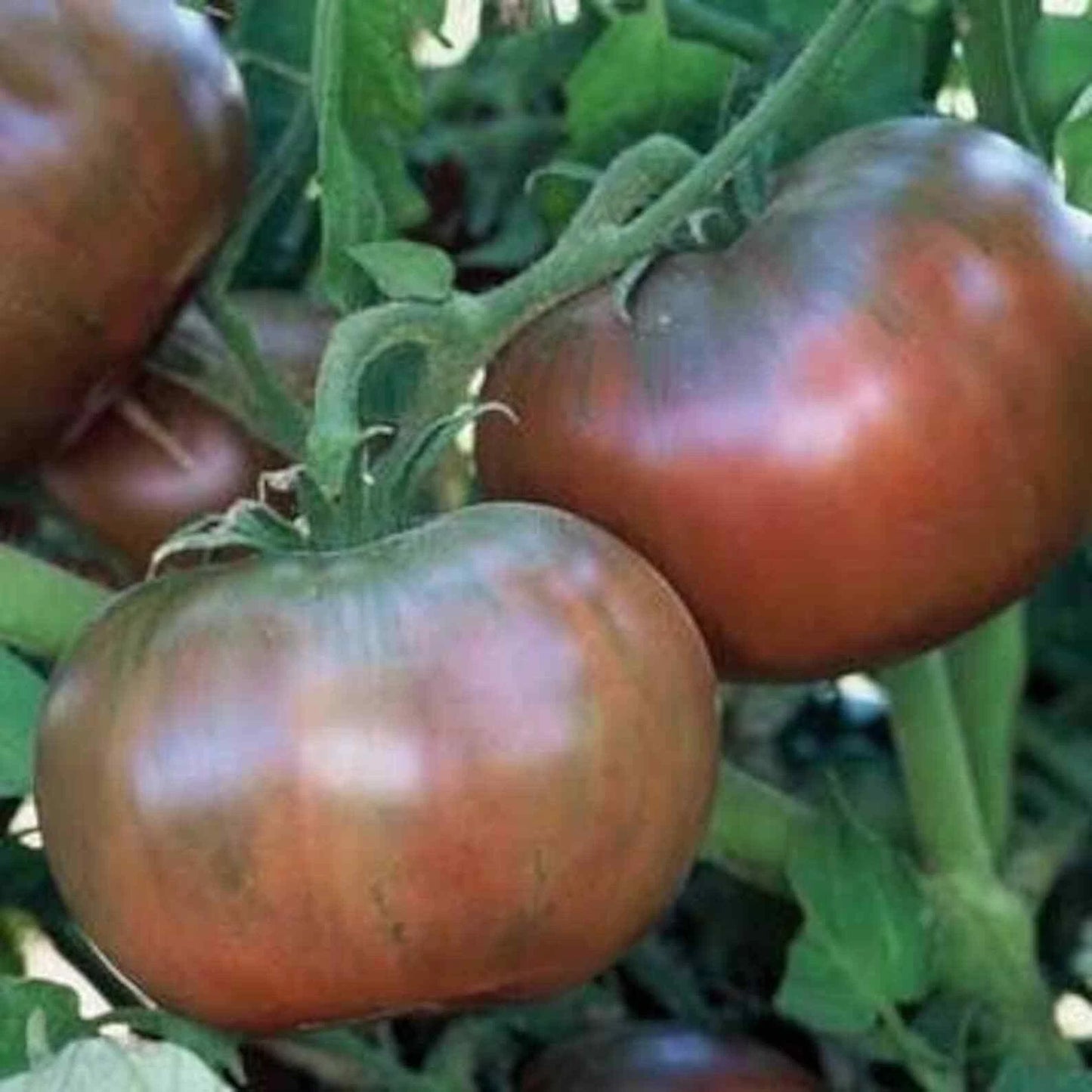 Cherokee Purple Tomato Seeds 50 Ct Heirloom Non-GMO Vegetable Seeds - Solanum lycopersicum
