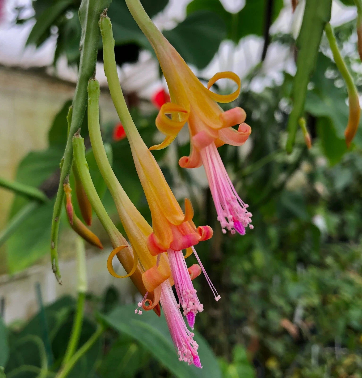 Disocactus salvadorensis Cactus - Rare Pastel Colored Cloud Forest Epiphytic  Plant