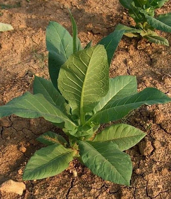 Virginia Gold Tobacco Seeds - 200 Organic Non-GMO Heirloom Seeds - Easy to Grow, Pesticide Free, Premium Quality