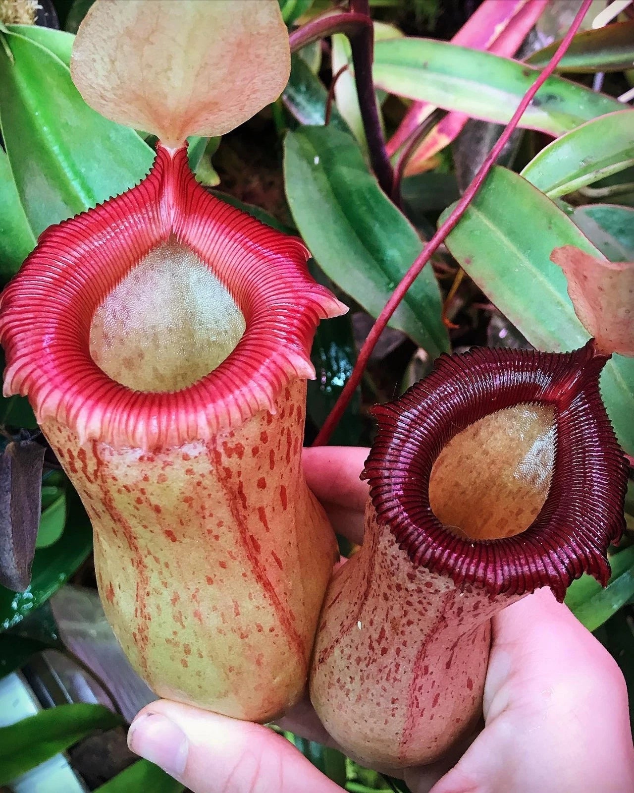 Rooted Cutting Pitcher Plant - Nepenthes ventricosa x sibuyanensis HC