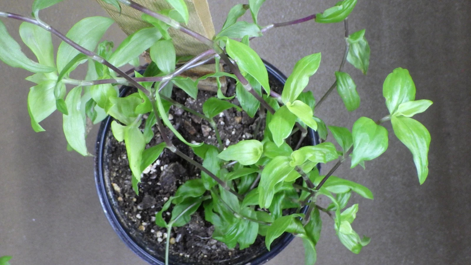 caring for wandering jew plant indoors Tradescantia Fluminensis "Golden Wing" Cuttings - Wandering Jew Plant