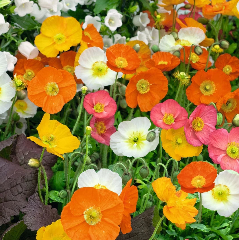 Iceland Poppy Seeds, 2000 Non-GMO Tender Perennial Mix, Spring Summer Blooms, Papaver nudicaule