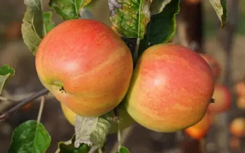 Bardsey Apple Seeds - 25+ Heirloom Fruit Seeds for Garden Planting - Malus domestica - USA Shipping Available
