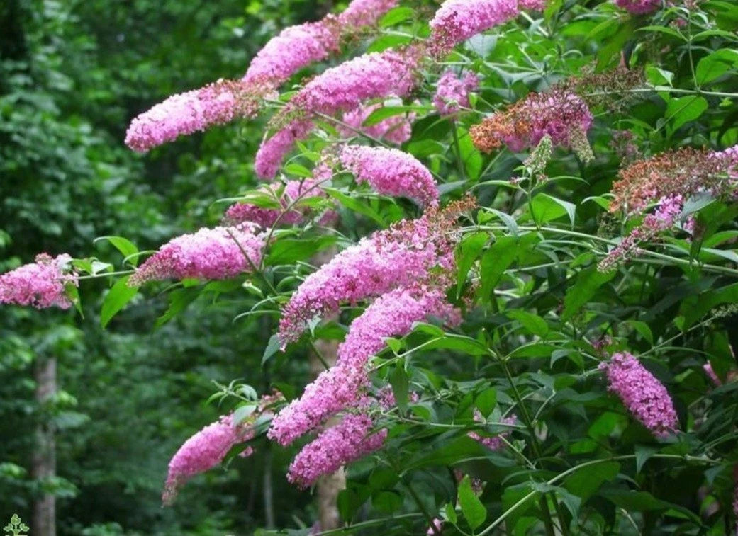 Butterfly Bush Plant - Pink Delight Variety - Buddleja davidii