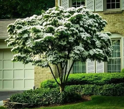Kousa Dogwood Tree Seedlings, 1-2 Feet Tall, Decorative Flowering Trees, Cornus kousa