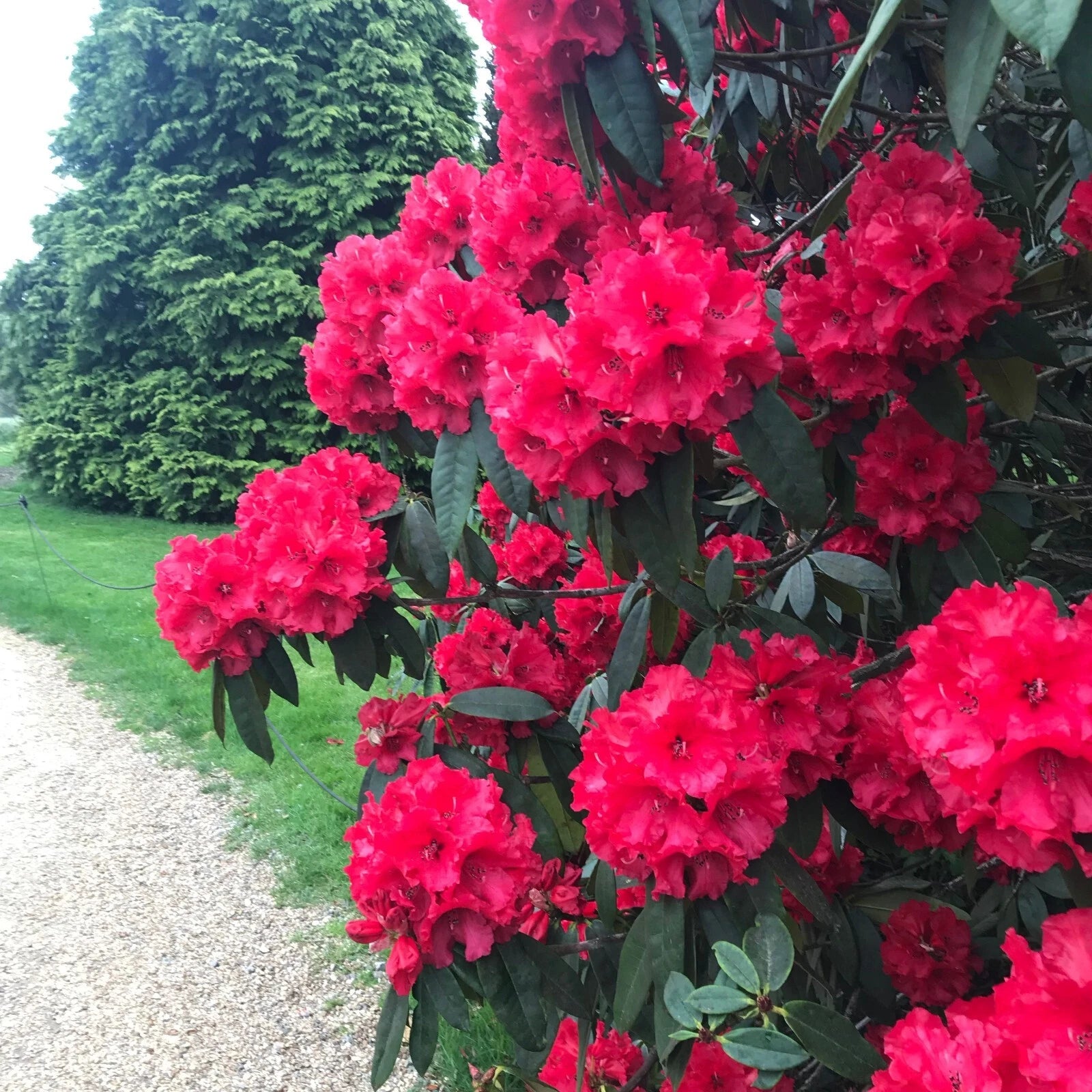 large rhododendron Large Rooted Rhododendron Plant - Jean Marie de Montague - Blood Red  Ruffled Blooms