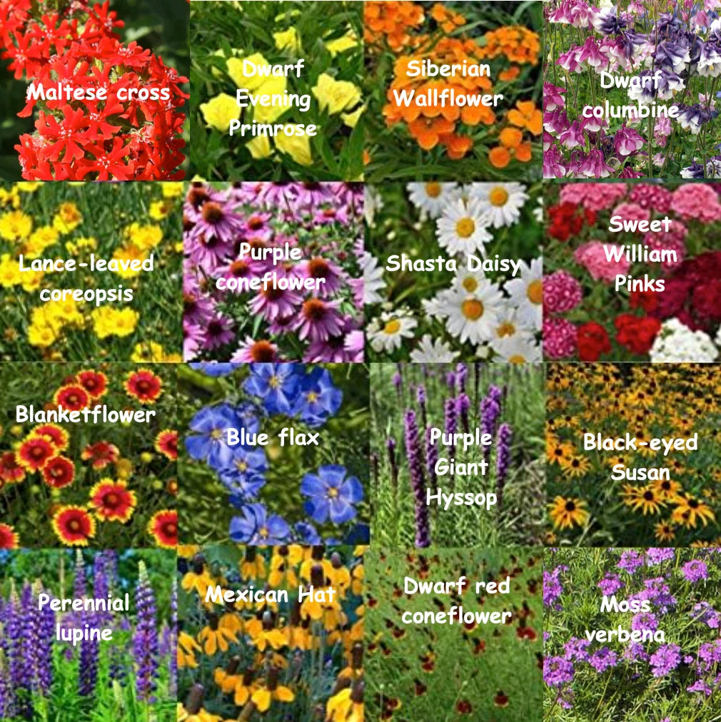 Bulk Wildflower Seed Mix - 1 lb Perennial Mix for All Zones - Covers 2,000 SQFT - Ideal for Gardens and Landscapes