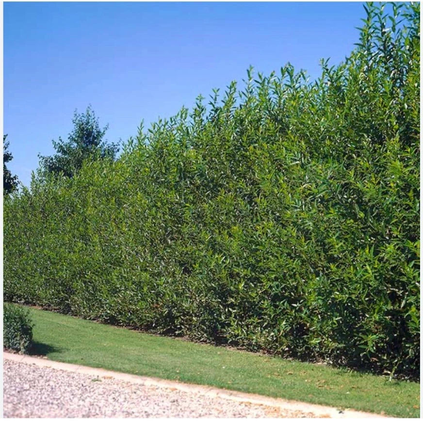 Austree Hybrid Willow Tree Cuttings - 10 Inch Fresh Cut Fast Growing - 60 Thick Cuttings for Quick Growth