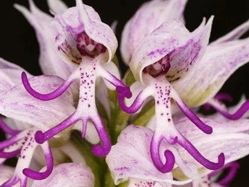 Italian Man Orchid Seeds - 50 Pcs - Orchis italica Poir. - Rare Flowering Orchid Seeds for Gardening