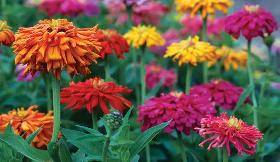 Cactus Giant Zinnia Seeds - 115 Seeds - Colorful Flower Mix - Zinnia elegans - GroCo USA