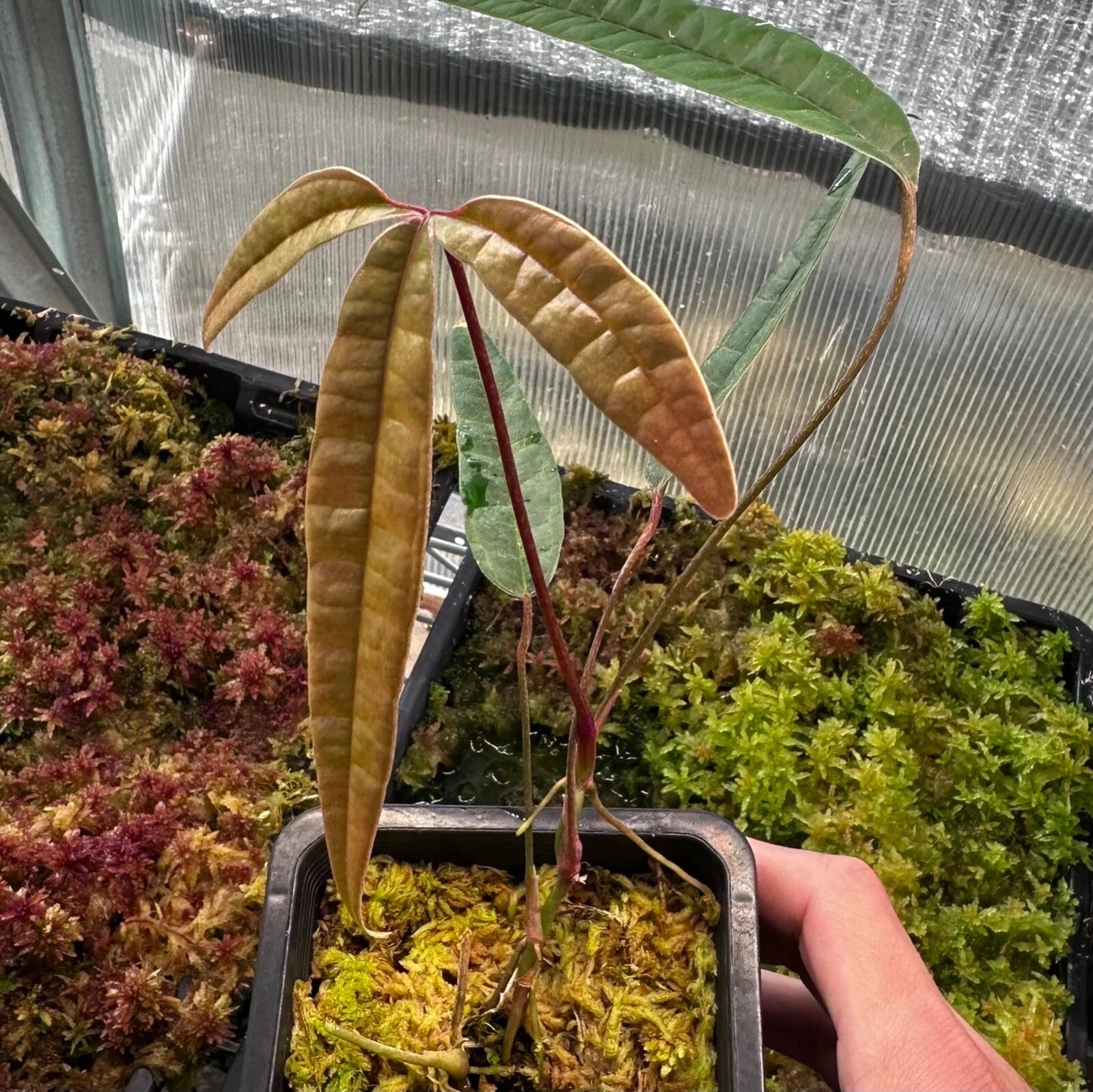 Anthurium Cutucuense Stem Cutting - Rooted Aroid Plant - Ecuador Variety