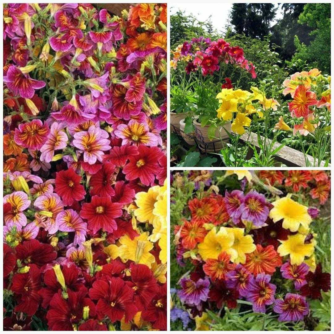 Painted Tongue Mix Seeds - Fast Growing Cut Flowers for Sun & Shade Garden Containers - Perfect for Easy Planting