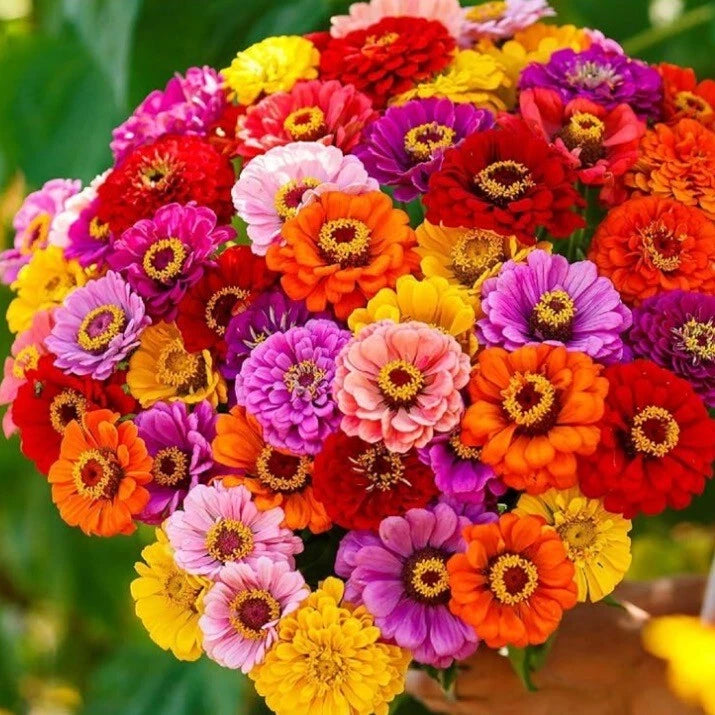 Zinnia Seeds, California Giant Mix, Non-GMO, 100+ Flower Seeds, Garden Flowers, Easy to Grow