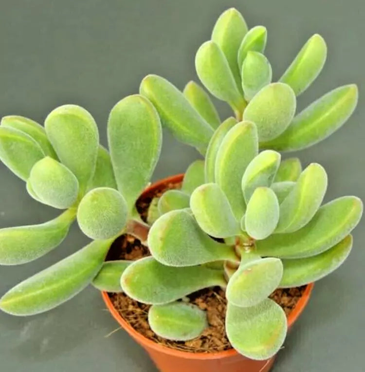 rogersii succulent Succulent Crassula Rogersii Velvet Club 1 Live Plant Yellow Blooms