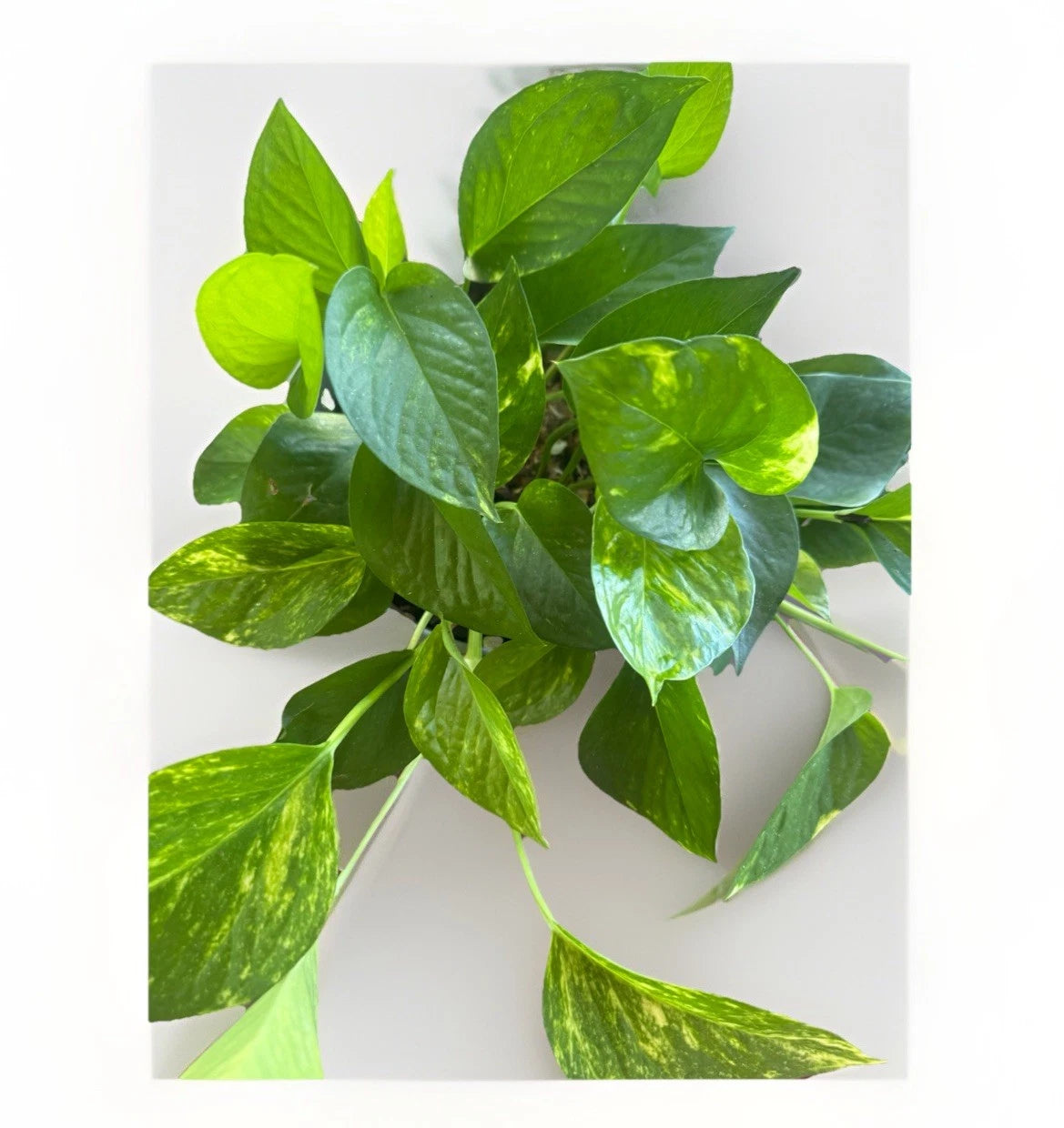 Golden Pothos Live Plant Cuttings