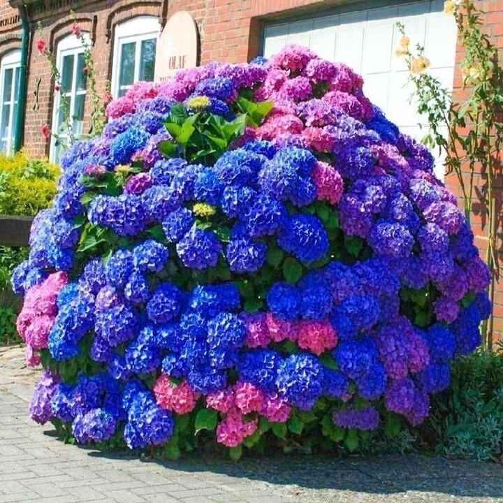 500pcs Hydrangea Seeds - Blue Pink Purple Perennial Flowers - Hardy Garden Plants (Hydrangea macrophylla)