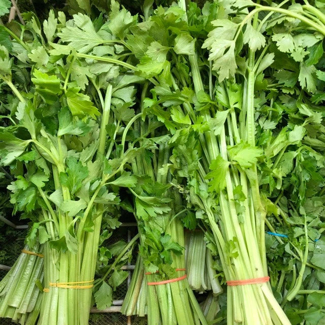 Chinese Celery Seeds - 400 Fresh Seeds - Light Green - Apium graveolens var. secalinum - Non-GMO Heirloom for Container Growing