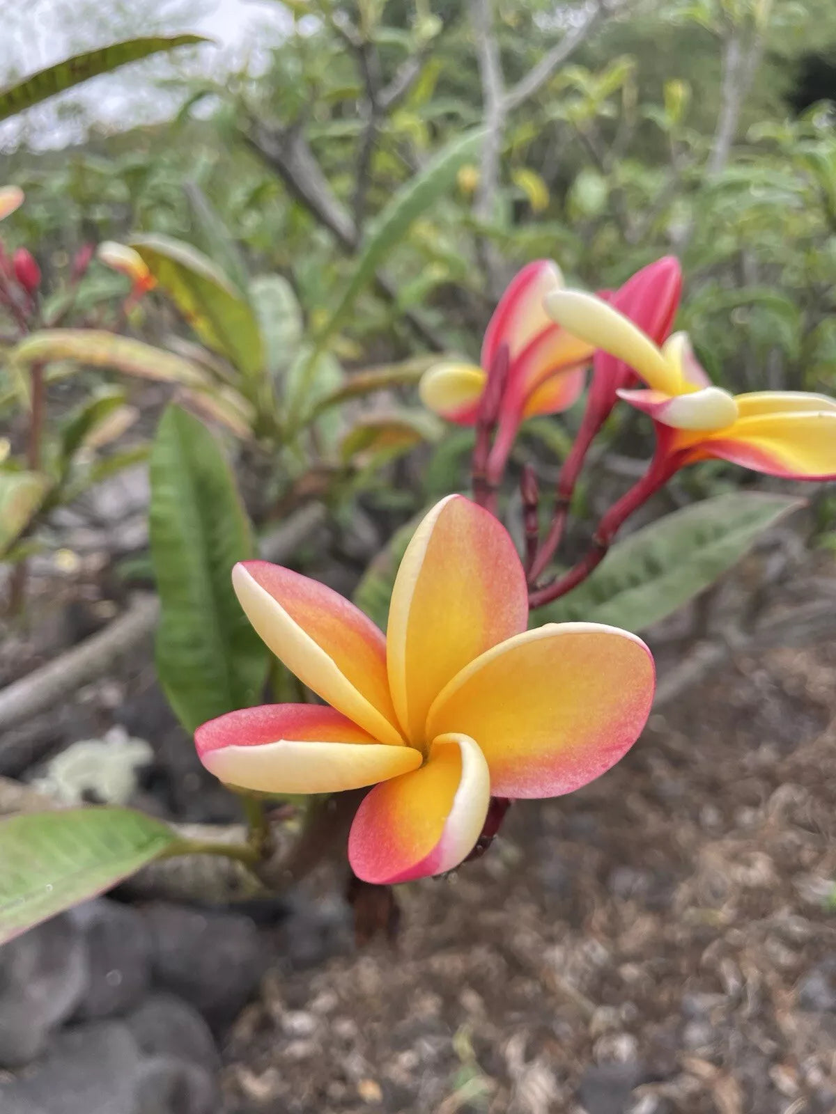Candy Stripe Plumeria Cutting 10 Inch Unrooted - Plumeria rubra - Locally Grown, Big Island, Kealakekua