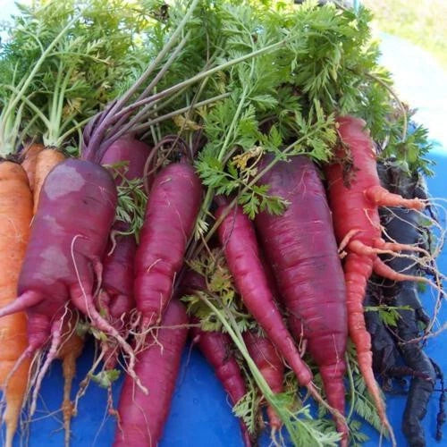 Atomic Red Carrot Seeds - 1000+ Heirloom Seeds for Garden Planting - Daucus carota - USA Fresh, Non-GMO, Free Shipping