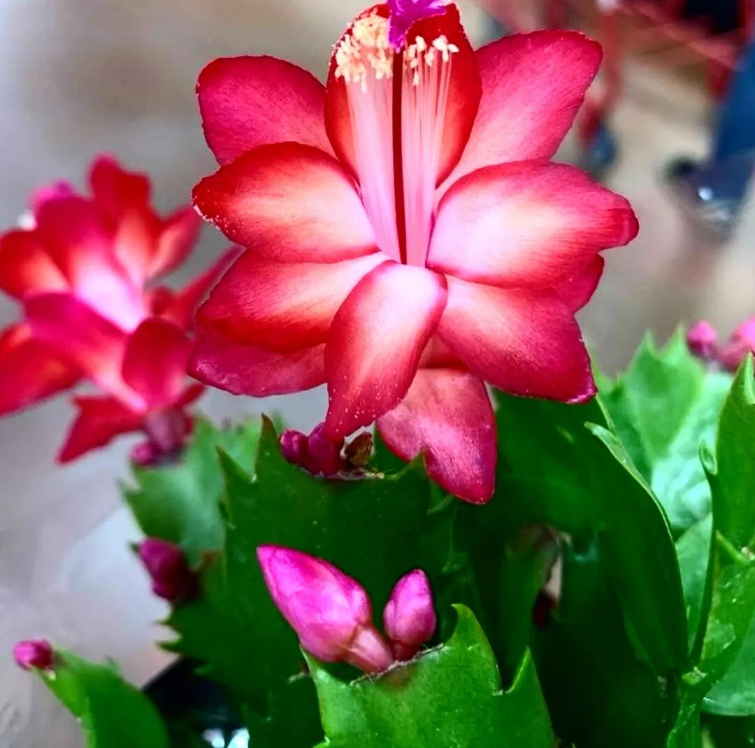 4" Pot Live Thanksgiving/Christmas Cactus, Red, Schlumbergera