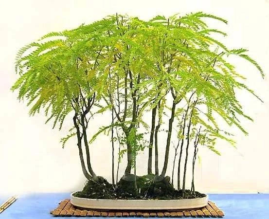 Thornless Honey Locust Tree Seeds 20 Pack for Bonsai or Outdoor Planting - Gleditsia triacanthos