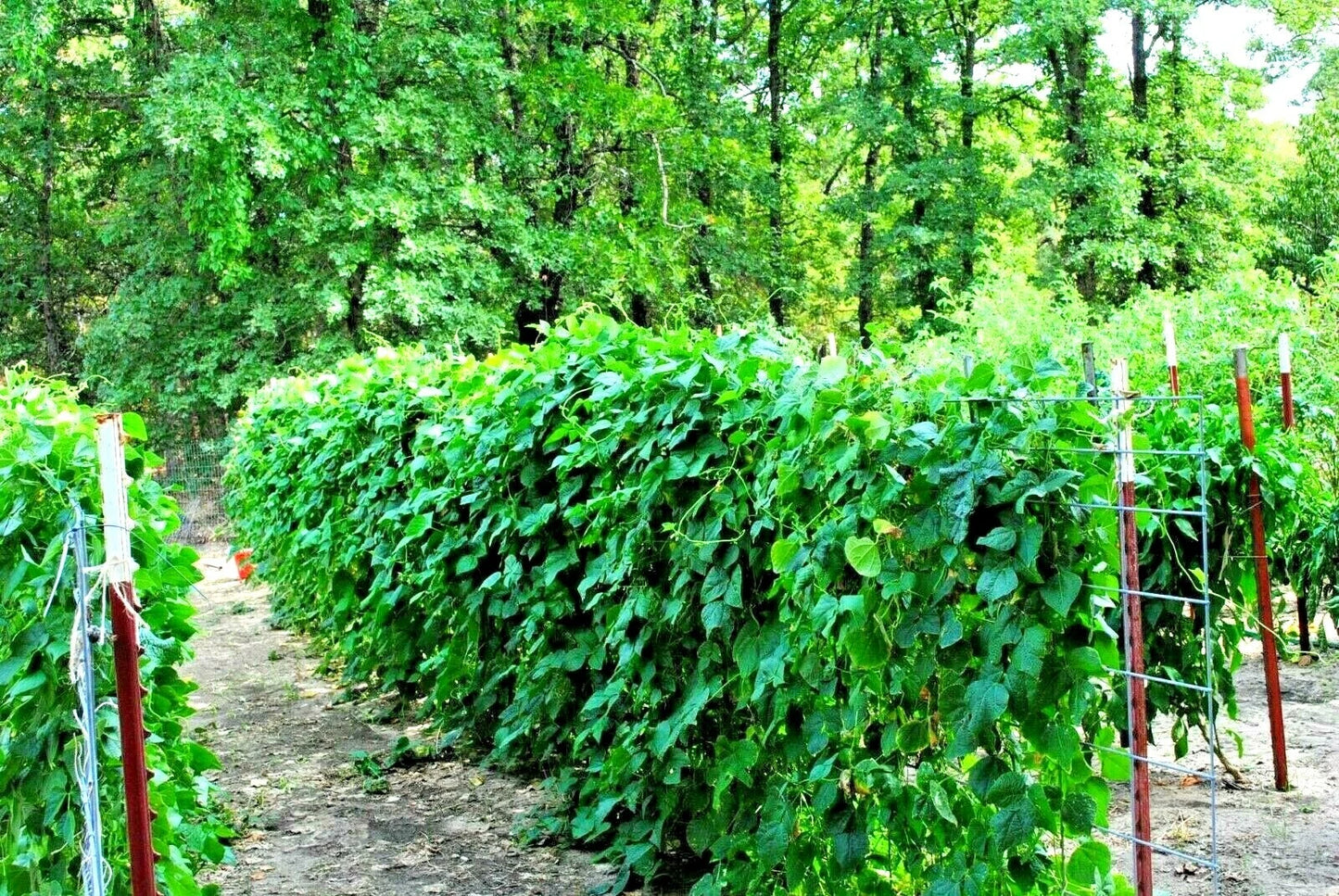 BLUE LAKE Pole Beans Seeds (50+ Count) - Native Heirloom Vegetable Garden - Phaseolus vulgaris