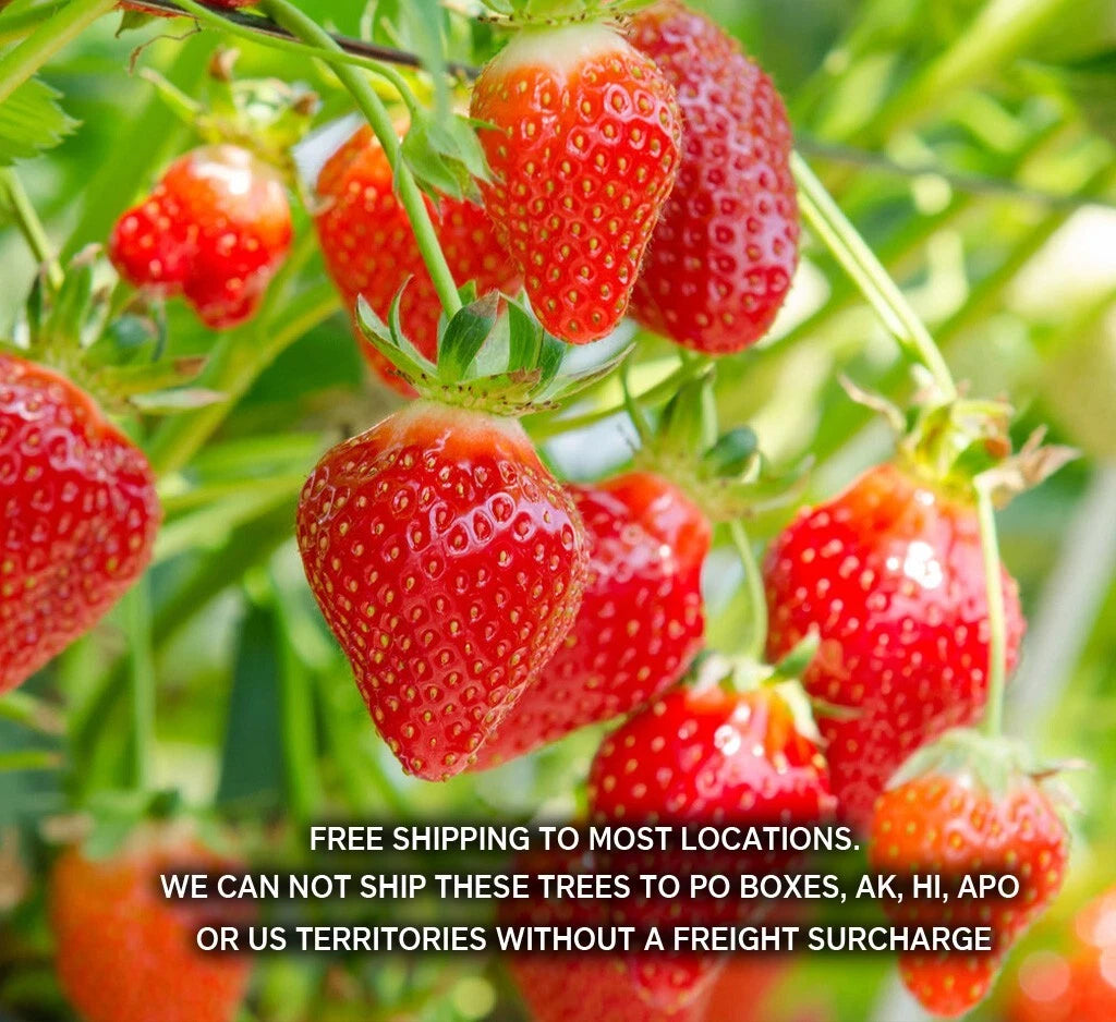 Summer Bearing Strawberry Plants - Pack of 10 Bare Root Marys Peak - Fragaria × ananassa