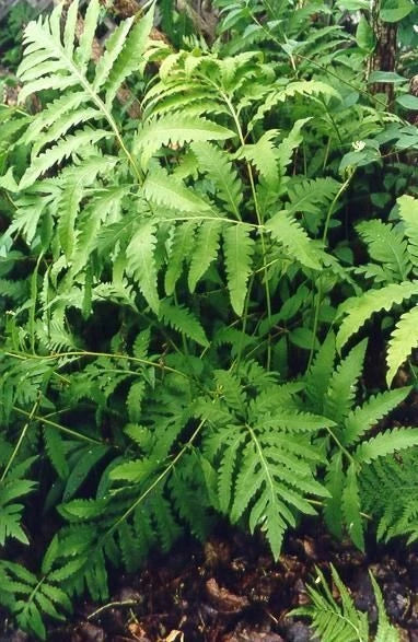 Sensitive Fern Bare Root Plants - 5 Native Woodland Ferns - Onoclea sensibilis