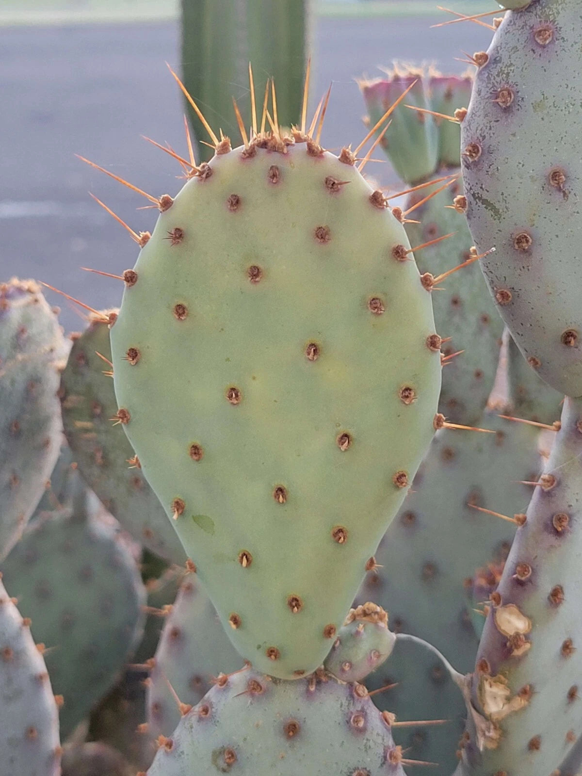 prickly pear succulent Prickly Pear Cactus Cutting - 1 Pad - Opuntia Macrocentra