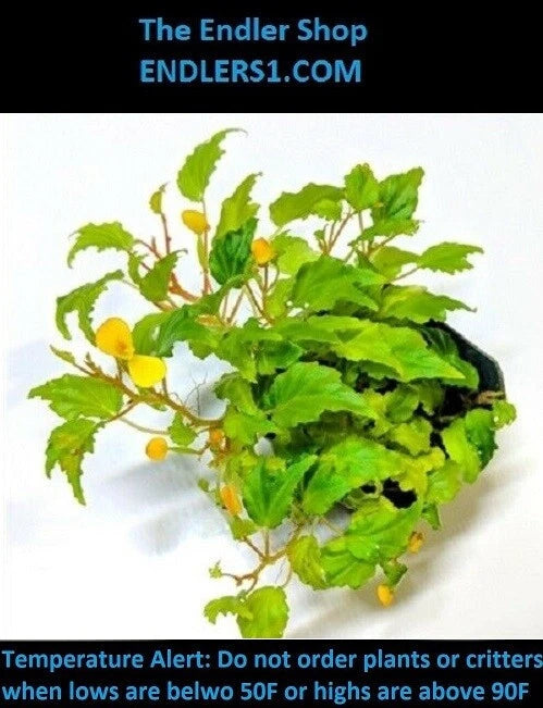 Begonia Cutting - 'Buttercup' Variety for Terrarium, Vivarium, Paludarium - Begonia prismatocarpa