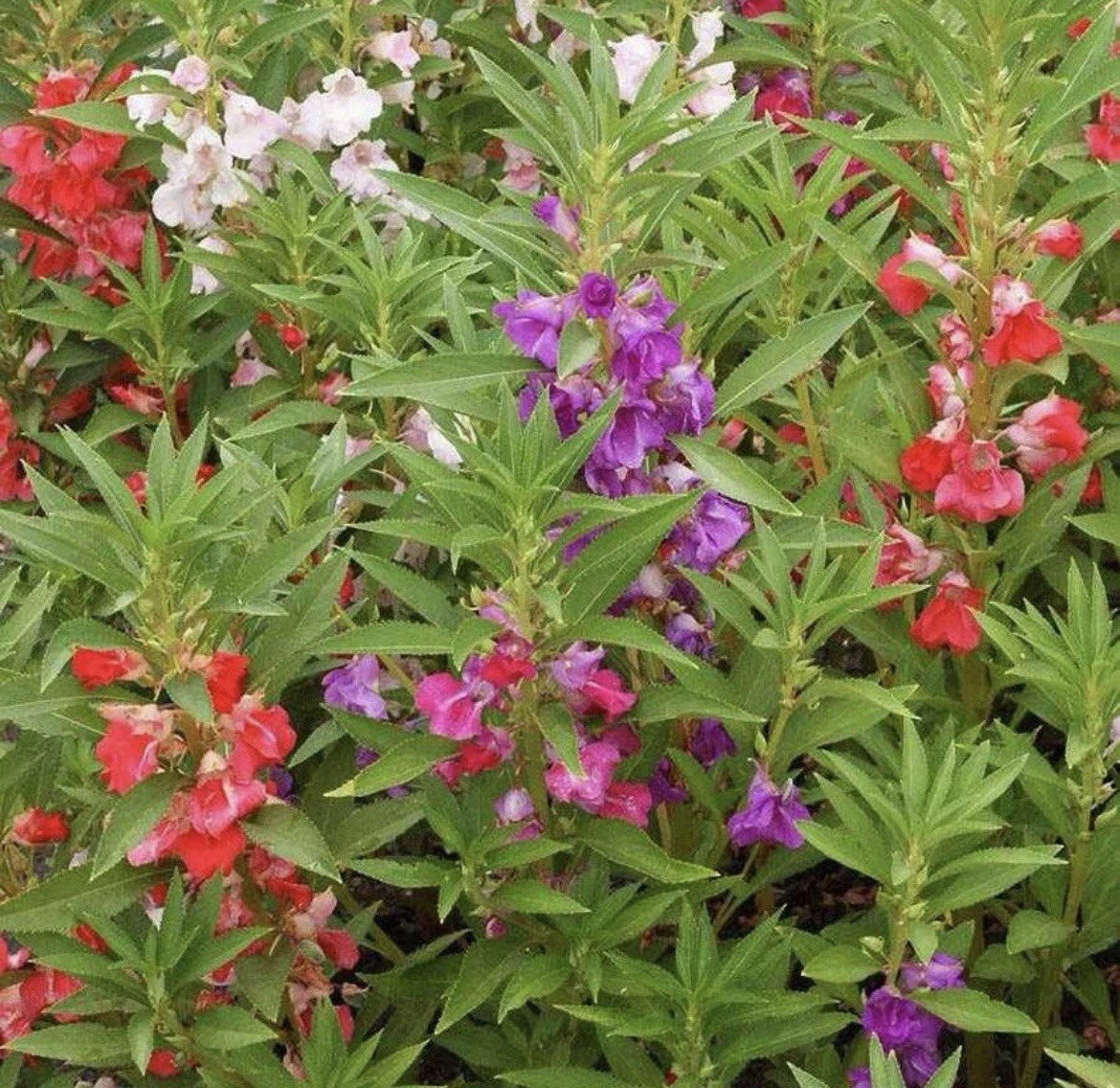 Balsam Seeds - 50+ DOUBLE Flowered Mix, Impatiens Balsamina, Touch Me Not, Colorful Garden Annuals