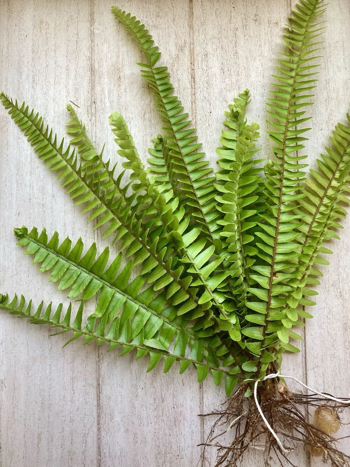 Rooted Ferns - 25 Pack - Boston Ferns - Nephrolepis exaltata - Healthy Fast Growing Plants