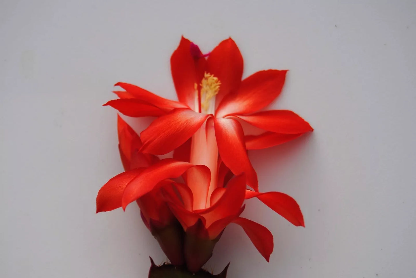 Christmas Cactus Starter Plant - Healthy Well-Rooted Boom Variety - Schlumbergera Truncata