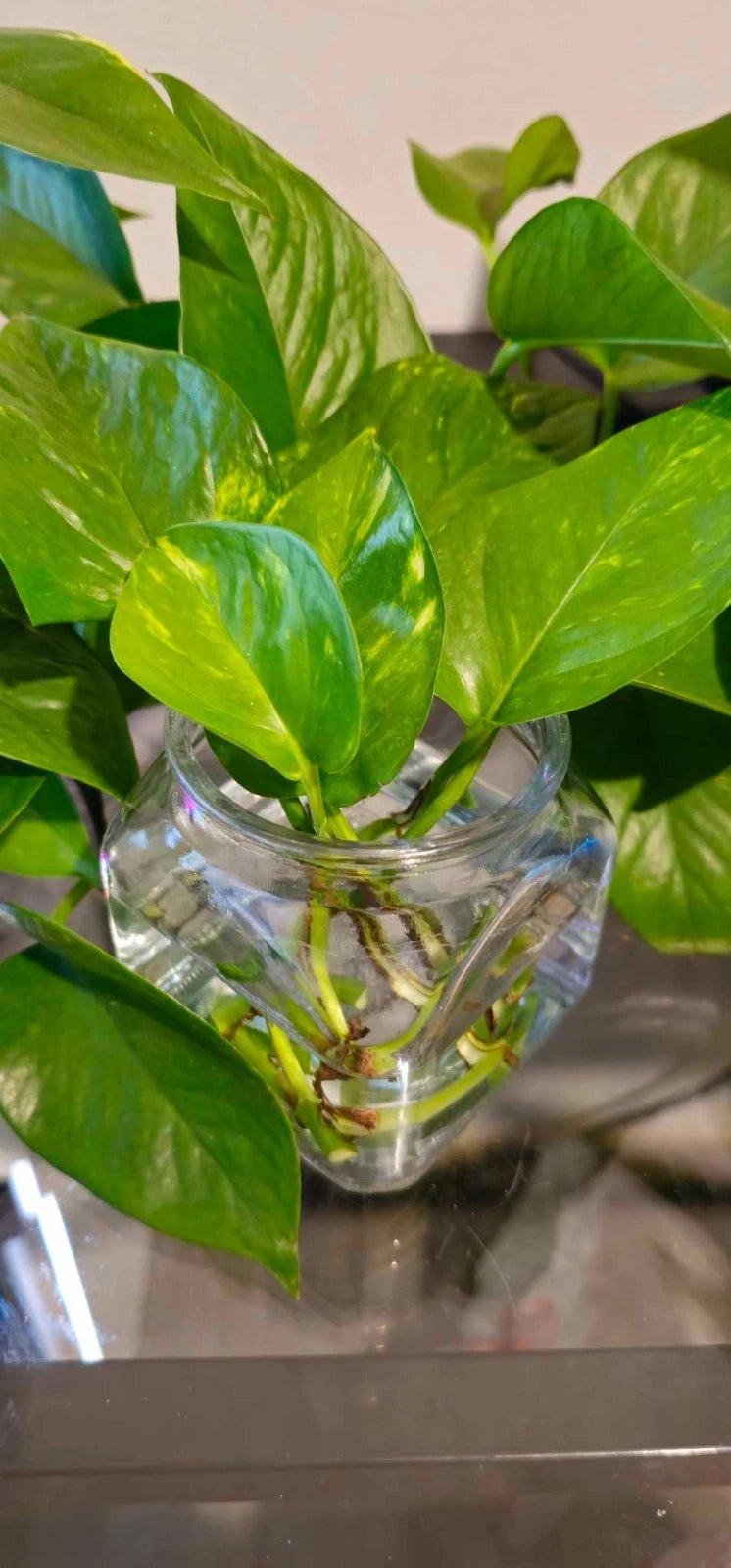 Golden Pothos Cuttings - Healthy Indoor House Plant - Fast Growing & Easy  Care