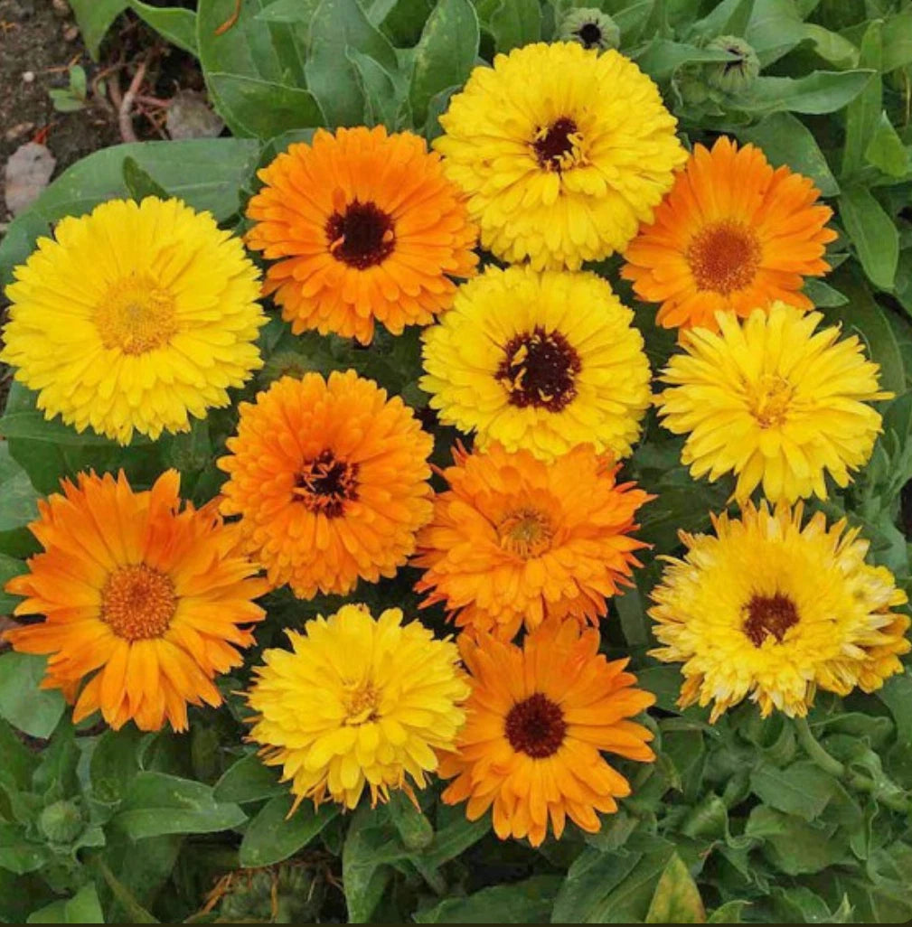 Calendula Seeds - Pacific Beauty Mix - 200 Seeds - Calendula officinalis - Free Shipping