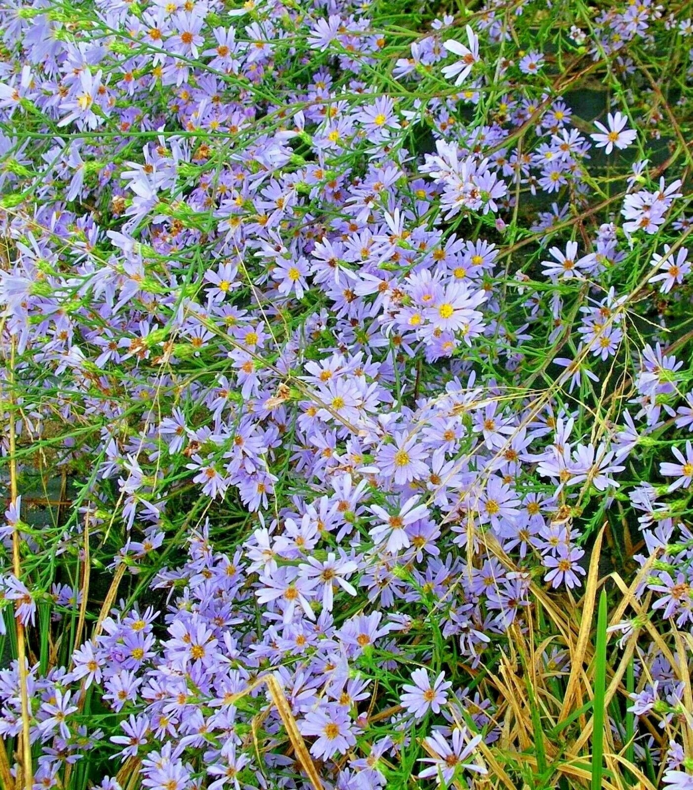 Sky Blue Aster Seeds - 100+ Perennial Native Wildflower for Summer & Fall Garden - Aster azureus