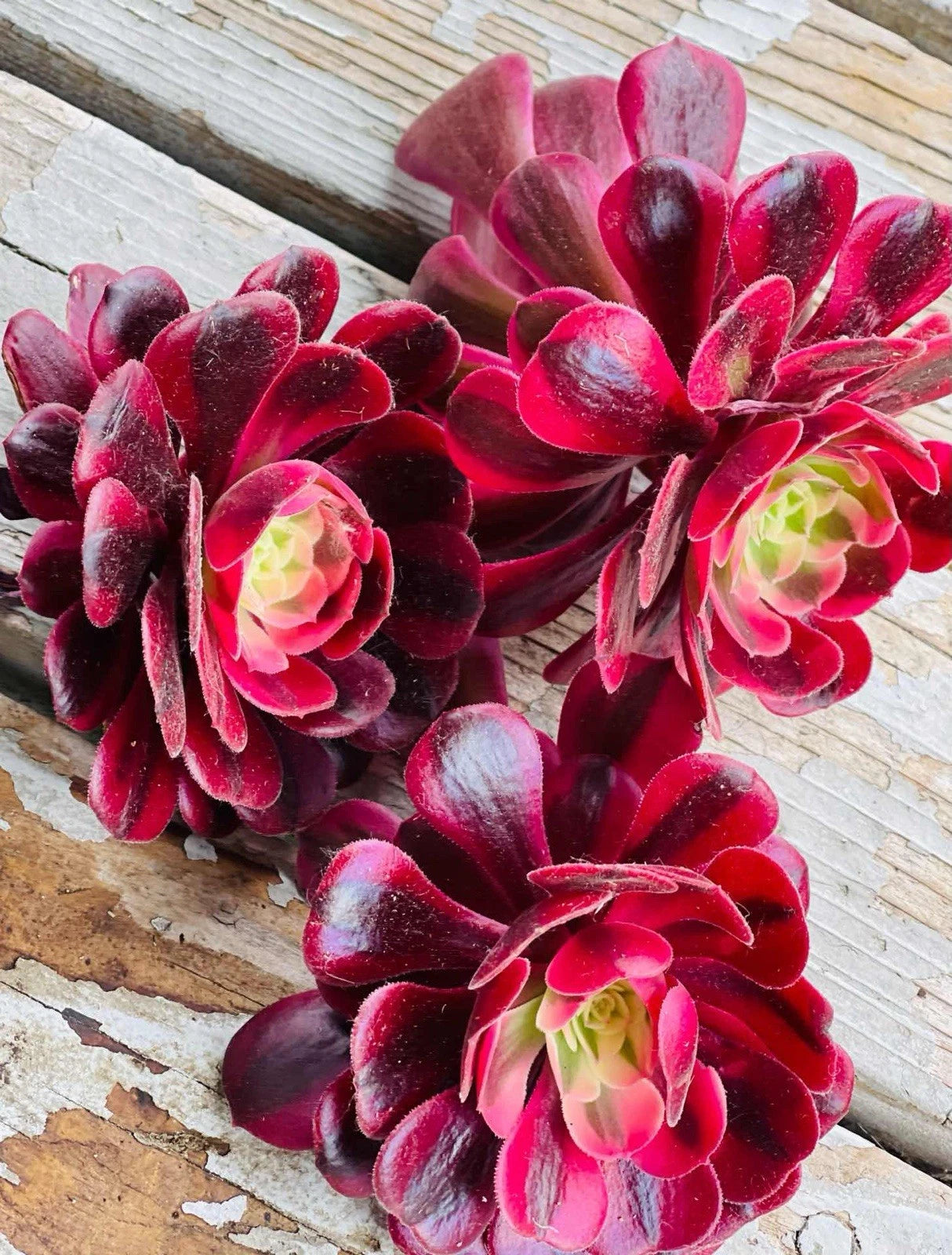 Rare Aeonium Cuttings 3” Variegated Medusa Succulent