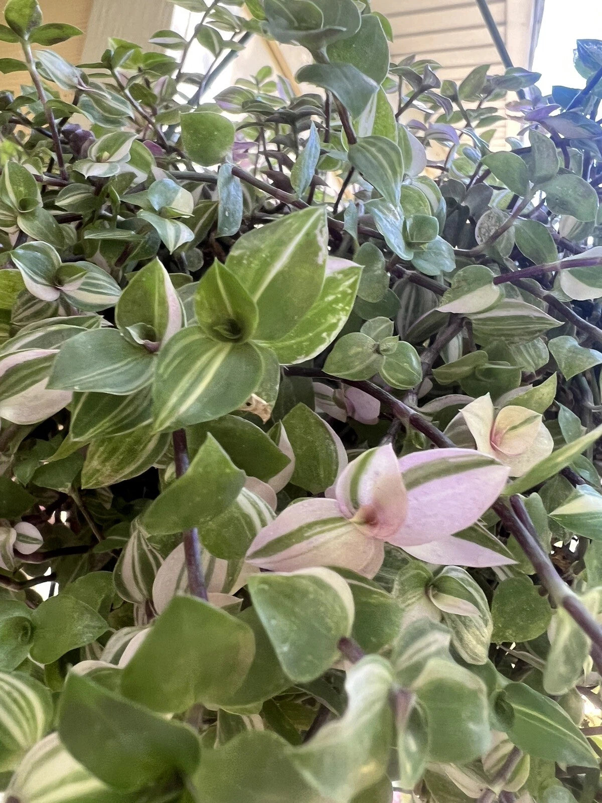 Variegated Callisia Repens Cuttings - 5 Live Wandering Tradescantia Plant Cuttings for Propagation and Home Decor