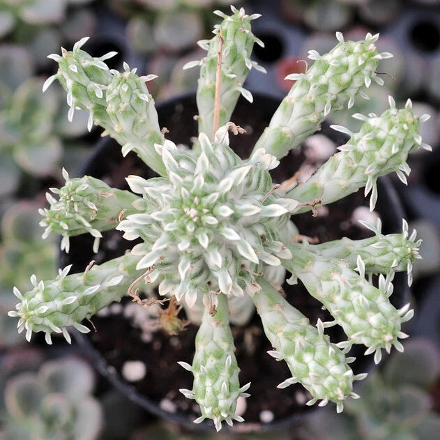 Euphorbia Mammillaris Variegata Plant - 5" Diameter Indian Corn Cob - Rooted Succulent Houseplant