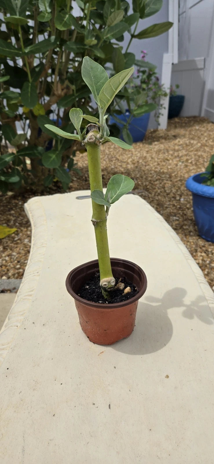 Rooted Calotropis Gigantea Starter Plant, Purple Giant Milkweed, 4 Inch Pot, Easy Care Houseplant