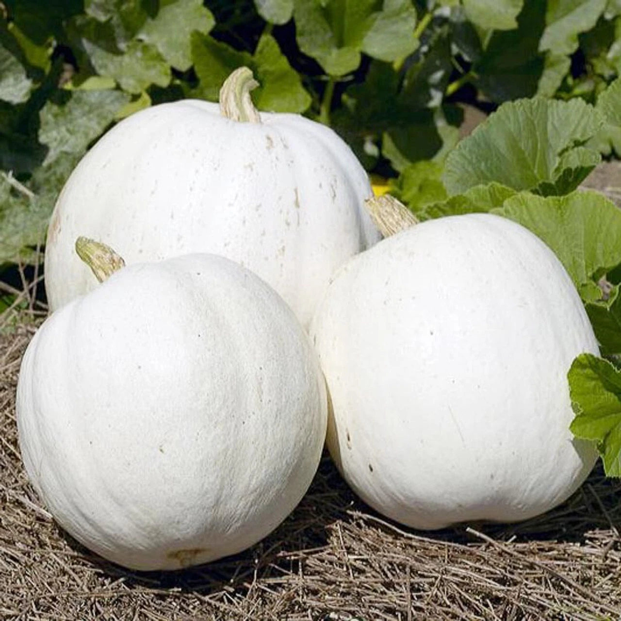 Casper Pumpkin Seeds 10 Ct White Cucurbita Pepo Heirloom Vegetable Garden USA