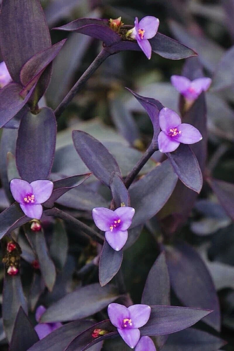 Tradescantia 'Purple Heart' Cuttings - Organic Wandering Jew Plant