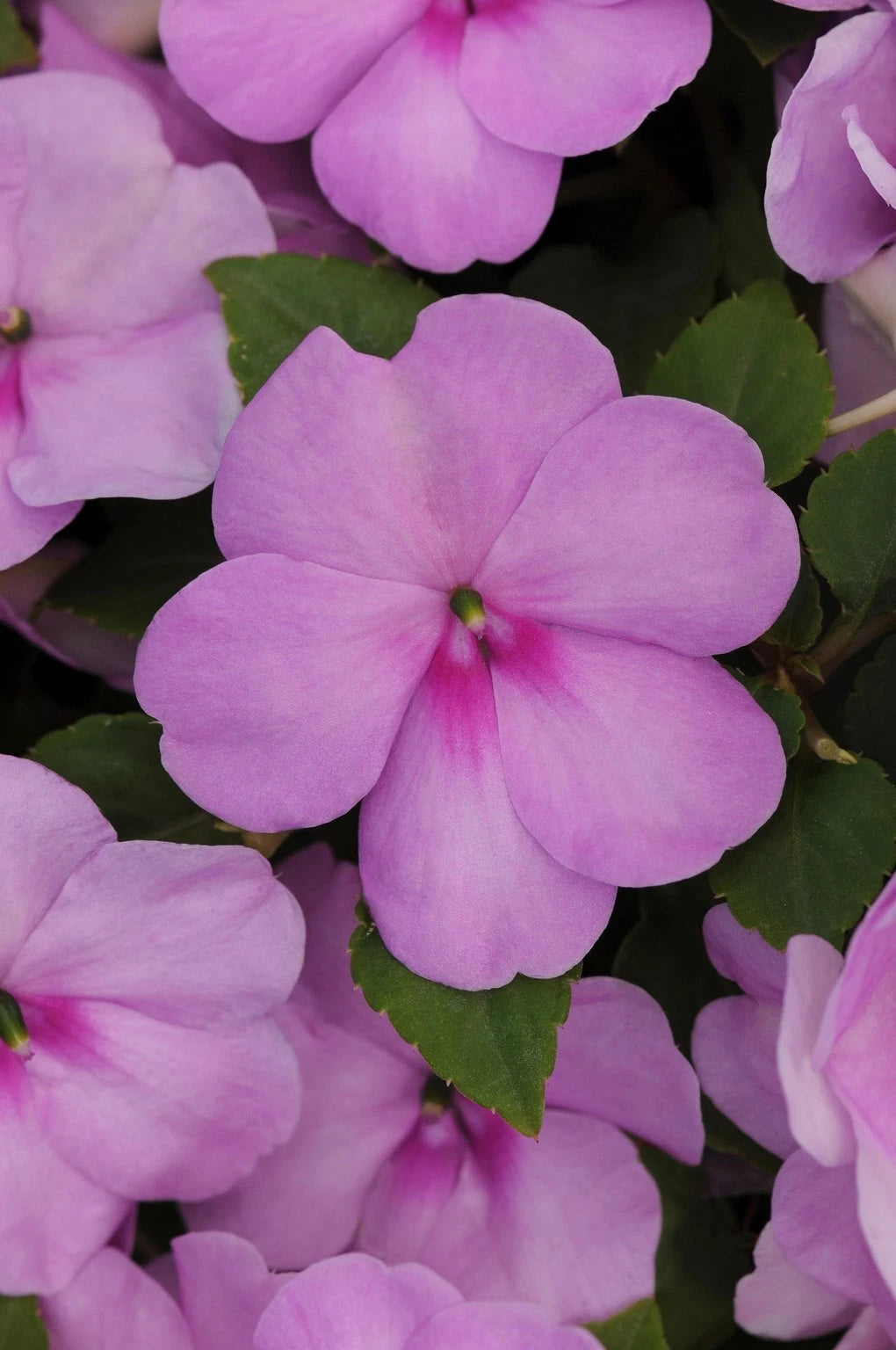Busy Lizzy Seeds 500 Count - Impatiens Xtreme Lilac - Annual Flower Seeds - Non-GMO, Ideal for Gardens and Containers