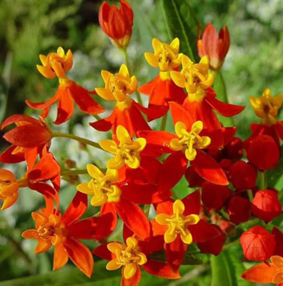 Blood Flower Seeds 100+ Tropical Milkweed Annual Flower Seeds Asclepias curassavica Free Shipping