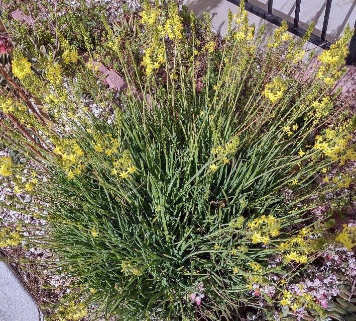 Cactus Cutting - #49 - Succulent Variety - Perfect for Plant Propagation - Ideal for Home Decor - Unique Houseplant