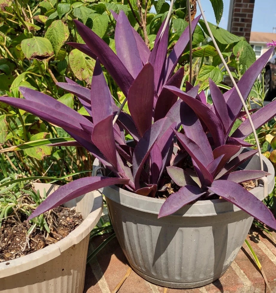 Purple Heart Cuttings - 3 Purple Easy to Grow Perennials