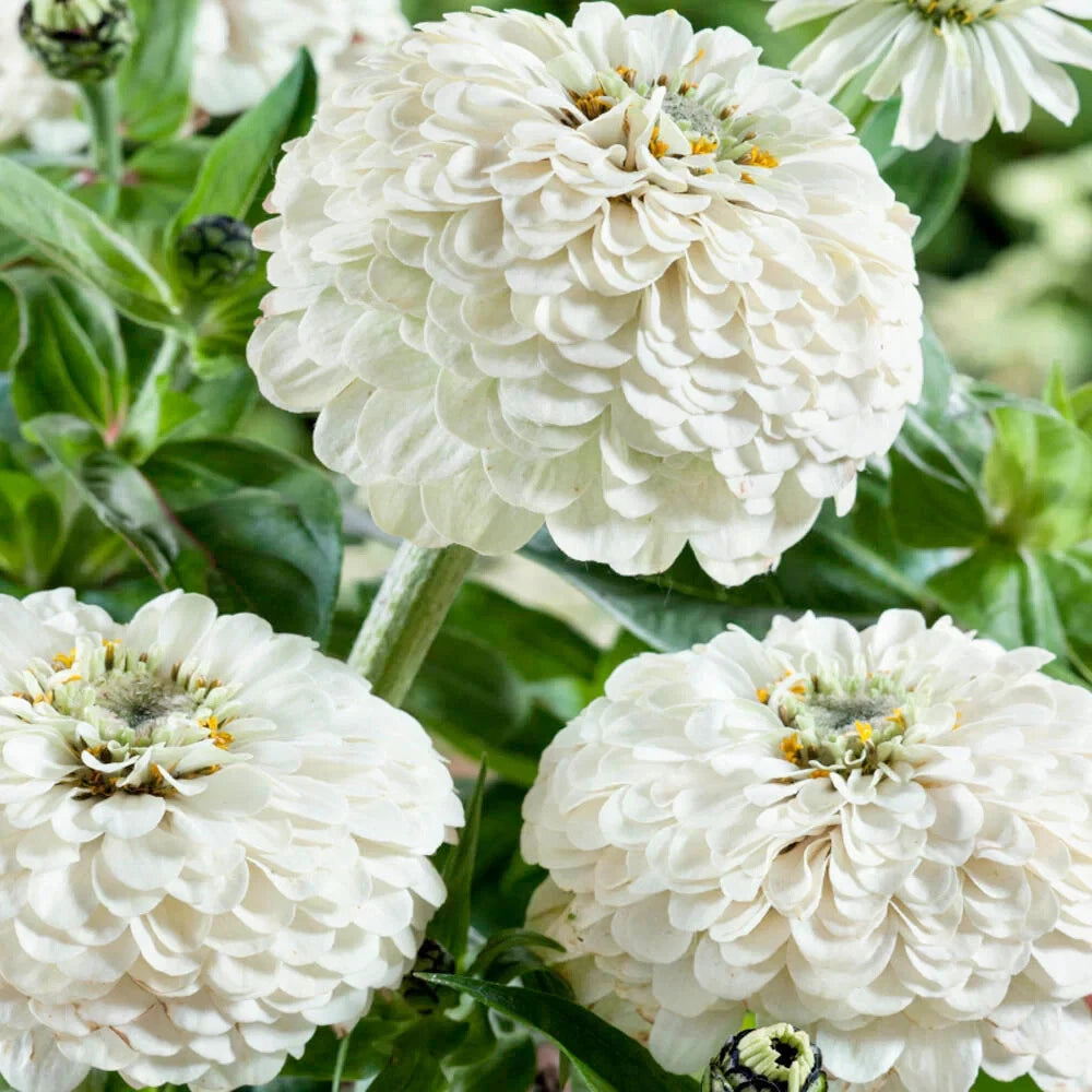 Oklahoma White Zinnia Seeds - 100+ Pack for Garden Planting - Zinnia elegans - USA Grown, Free Shipping